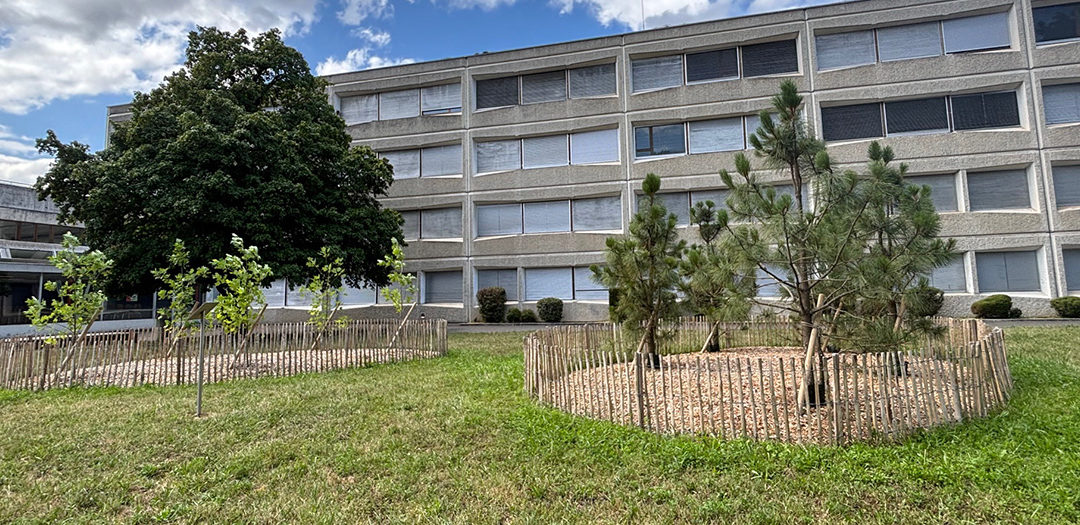 +1000 arbres en 10 ans à Chêne-Bougeries