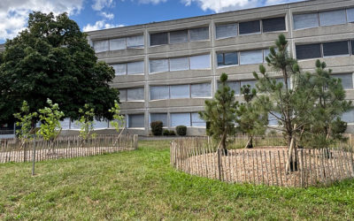 +1000 arbres en 10 ans à Chêne-Bougeries