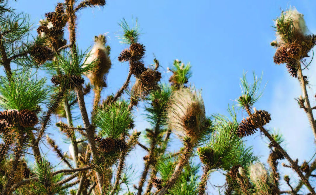Destruction des nids de chenilles processionnaires