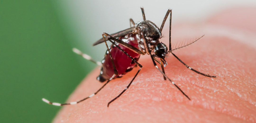 Moustique tigre – prévention et traitement