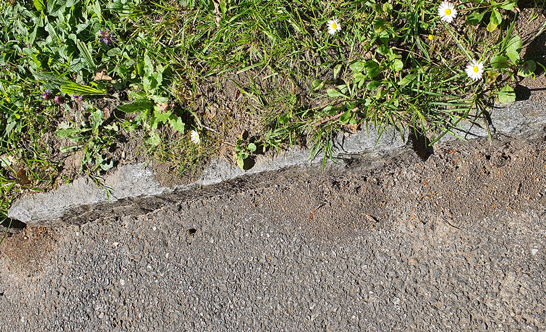 Fourmi magnum – appel à signalement