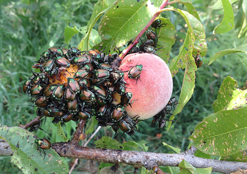 Scarabée japonais – appel à signalement