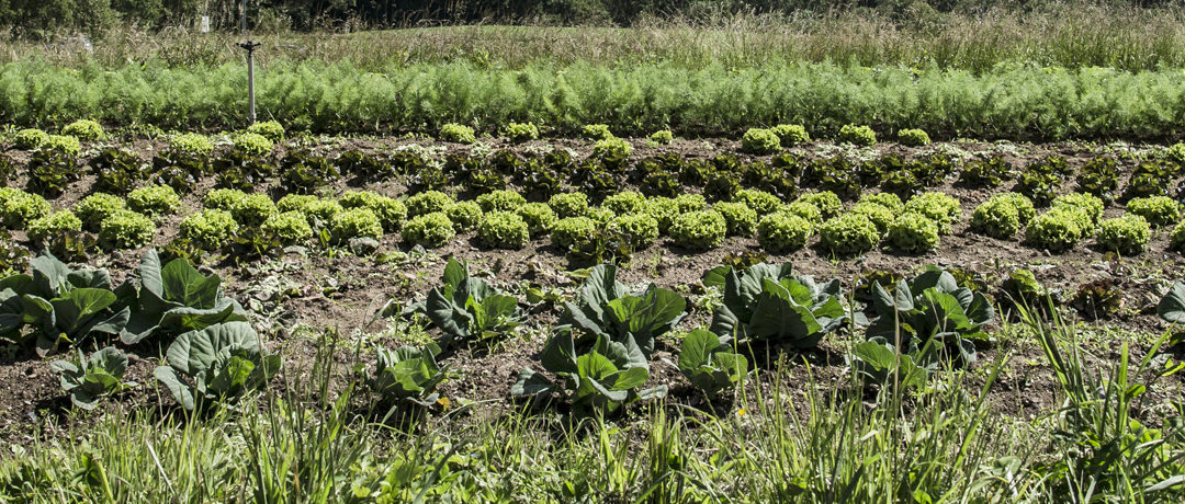 Prix de l’agriculture en transition écologique – 3e édition